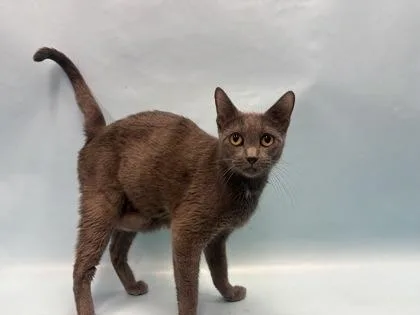 An adult small-sized female Domestic Short Hair cat named McDonald for adoption in Golden Valley, MN