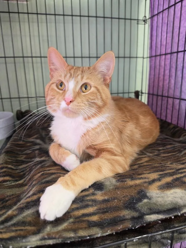A young medium-sized male Domestic Short Hair cat named Kye for adoption in Wild Rose, WI