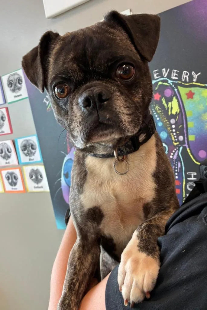 An adult small-sized male Pug dog named Mugs Yrly for adoption in Sidney, OH