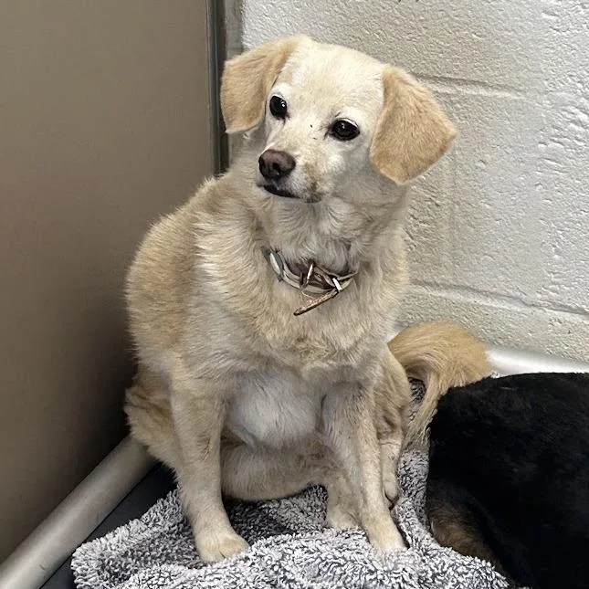 A senior small-sized female Pomeranian dog named Sassy for adoption in Verona, VA