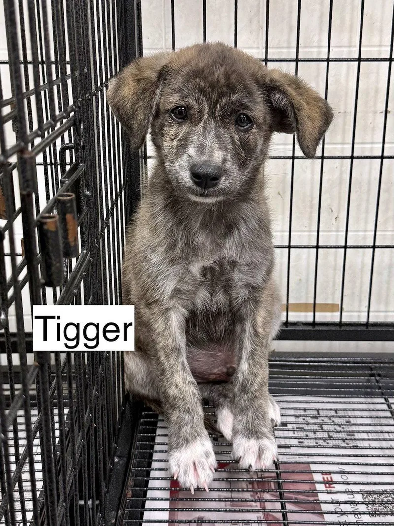 Tigger