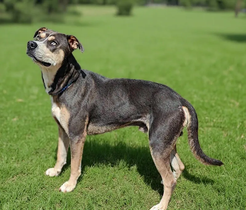 An adult large-sized male Pit Bull Terrier dog named Corby for adoption in Talladega, AL