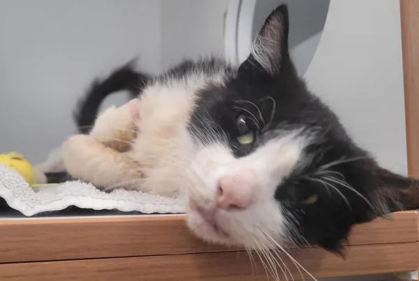 An adult medium-sized male Domestic Short Hair cat named Eddie for adoption in El Cajon, CA
