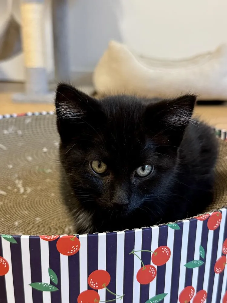 A baby small-sized male Black Domestic Short Hair cat named Obsidian for adoption in Vancouver, WA