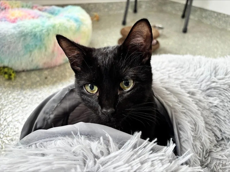 A young medium-sized female Black Domestic Short Hair cat named Sallyanne for adoption in Waldport, OR