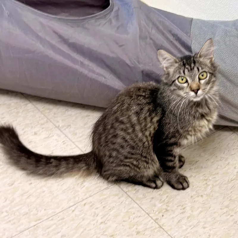 A baby small-sized male Domestic Medium Hair cat named Sardine for adoption in Enid, OK