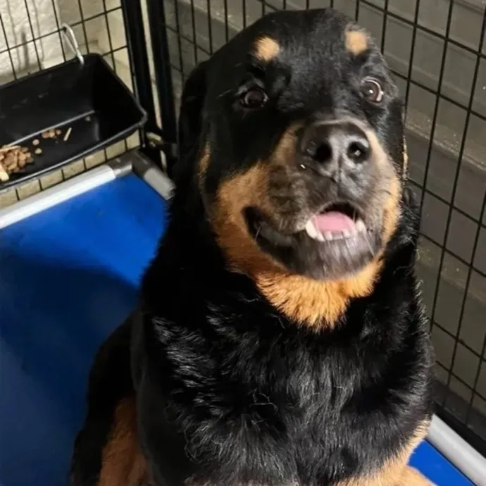 A senior large-sized female Rottweiler dog named Mercy for adoption in Canyon, TX