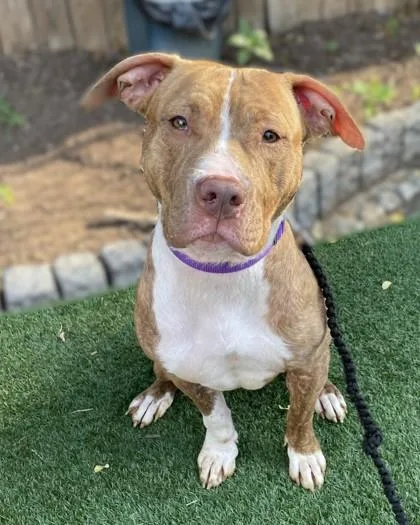 An adult medium-sized female Pit Bull Terrier dog named Pele for adoption in Washington, DC