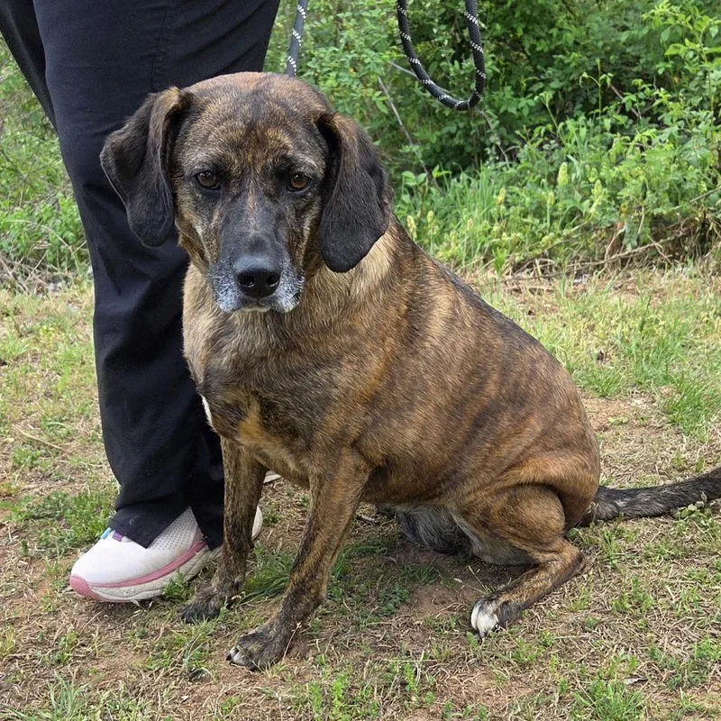 An adult large-sized female Brown / Chocolate Mountain Cur dog named Rigby for adoption in Franklin, NC