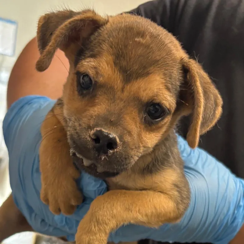 A baby small-sized male Yellow / Tan / Blond / Fawn Mixed Breed dog named Kyson for adoption in Yuma, AZ