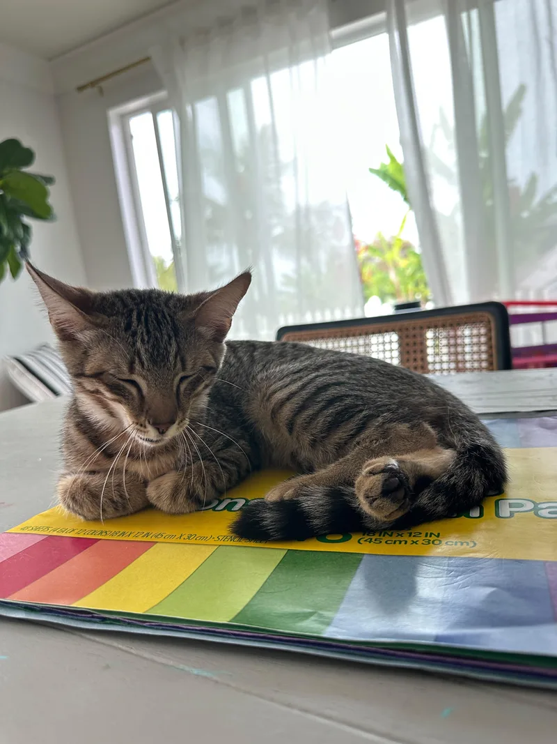 A baby small-sized female Tabby cat named Marjorie for adoption in San Juan Capistrano, CA