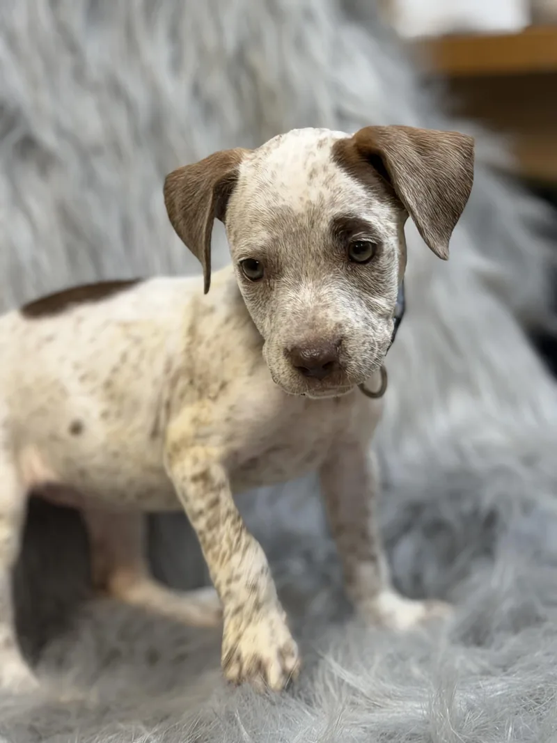 A baby medium-sized female Pit Bull Terrier dog named Reba for adoption in Lutz, FL