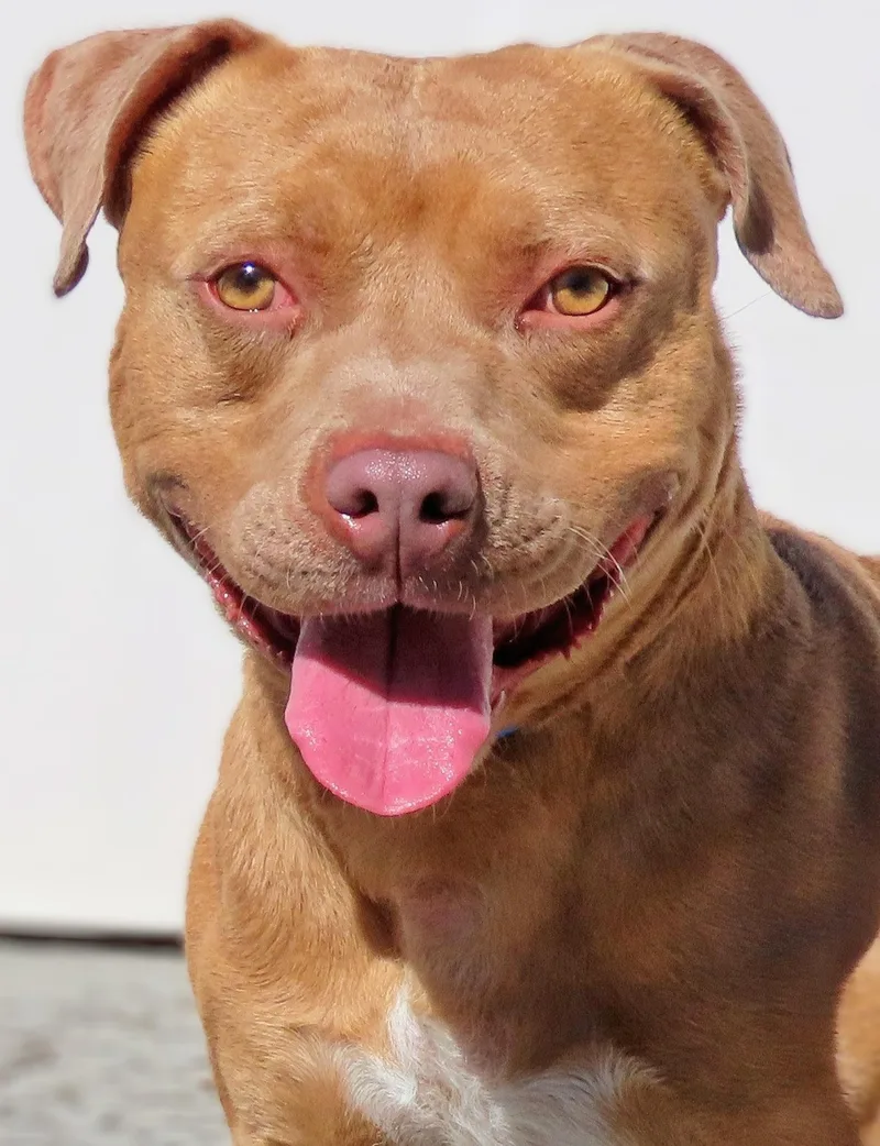 An adult medium-sized male Yellow / Tan / Blond / Fawn American Bully dog named Buddy for adoption in Amityville, NY