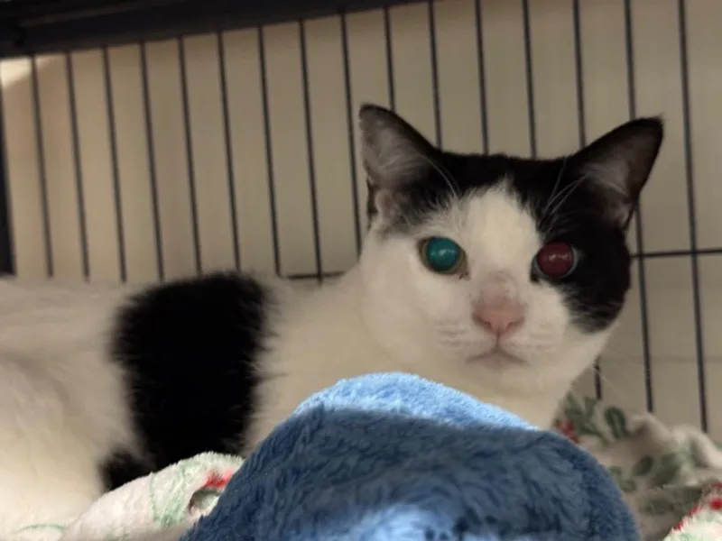 A senior medium-sized female Domestic Short Hair cat named Mesha for adoption in St. Albans, VT