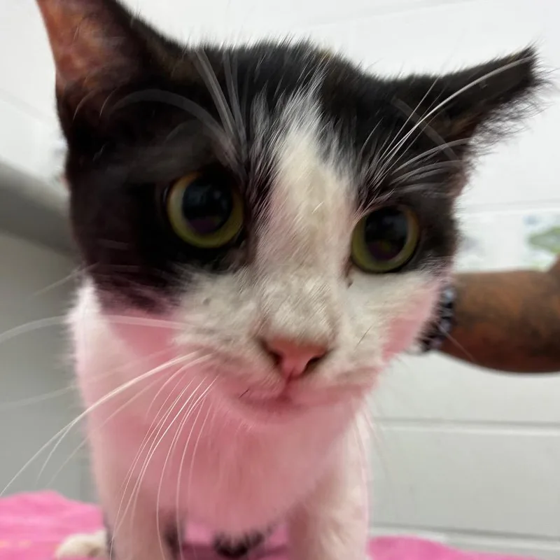 A young medium-sized female Domestic Short Hair cat named Dolly for adoption in Corpus Christi, TX