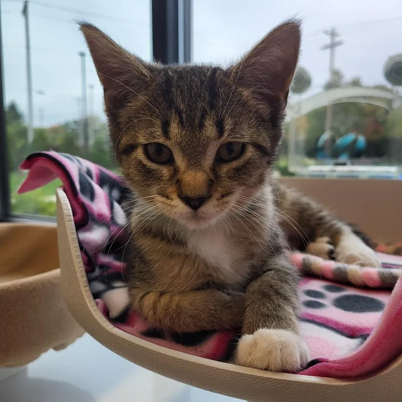 A baby small-sized female Brown / Chocolate Domestic Short Hair cat named Tot for adoption in Fort Wayne, IN