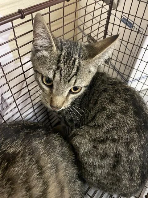A baby small-sized male Domestic Short Hair cat named Latte for adoption in Boston, MA