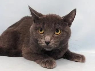 An adult small-sized female Domestic Short Hair cat named French Toast for adoption in Golden Valley, MN