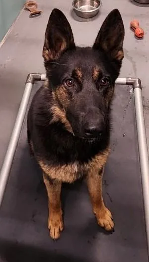 A young medium-sized male Black German Shepherd Dog dog named Griz for adoption in Butte, MT