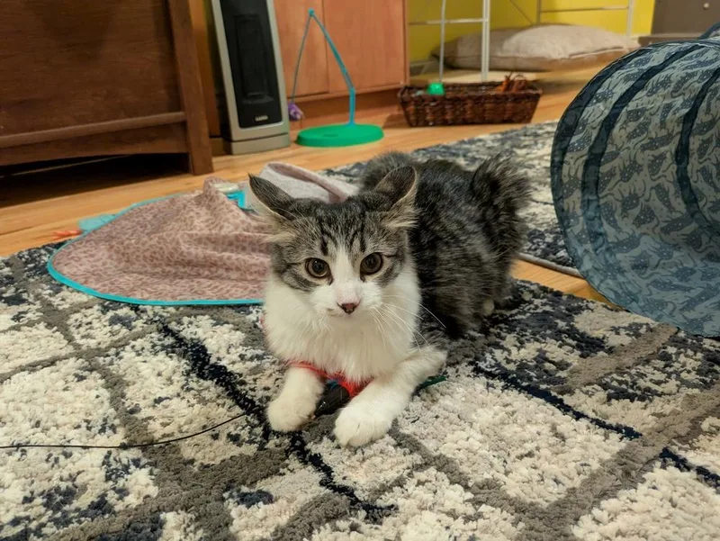 A baby small-sized female Domestic Medium Hair cat named Leprechaun for adoption in Aurora, CO
