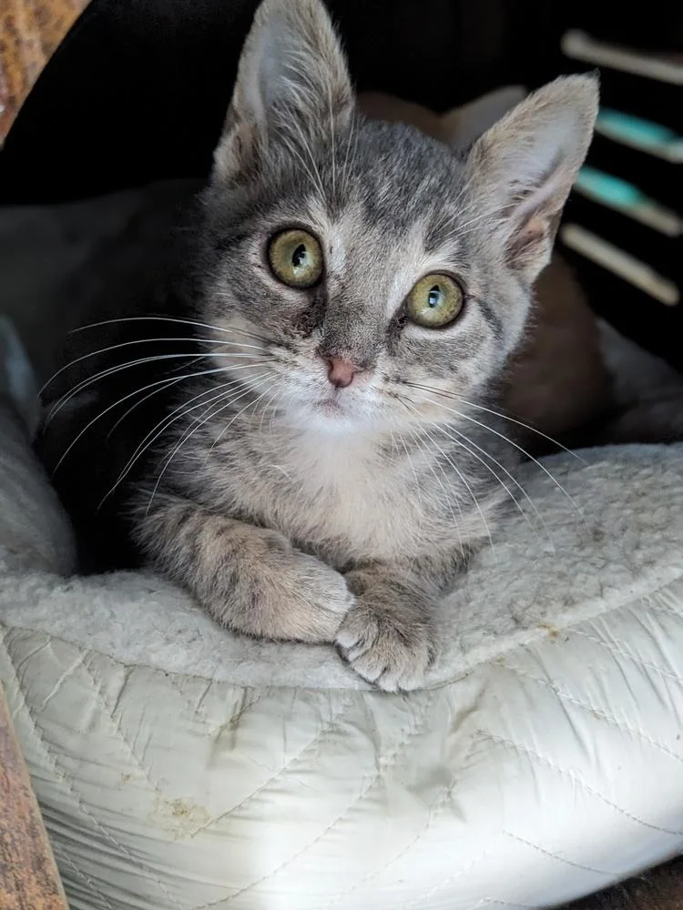 A baby small-sized male Gray / Blue / Silver Domestic Short Hair cat named Star Lord for adoption in Lewisburg, TN