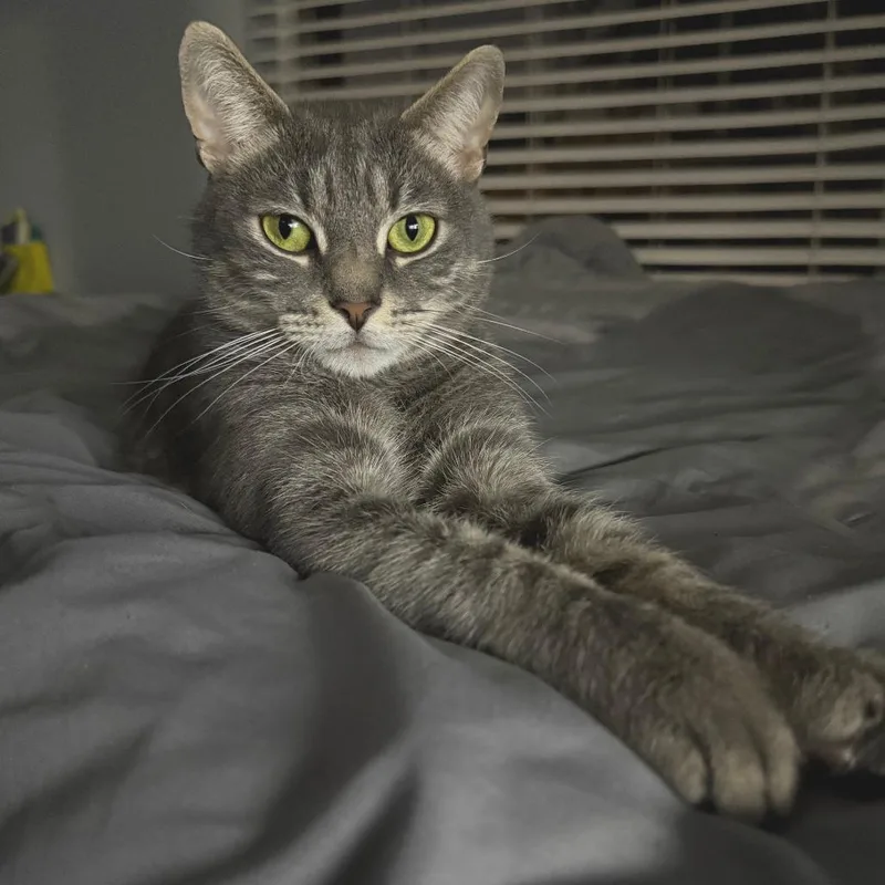 An adult medium-sized female Gray / Blue / Silver Domestic Short Hair cat named Chia for adoption in Sarasota, FL