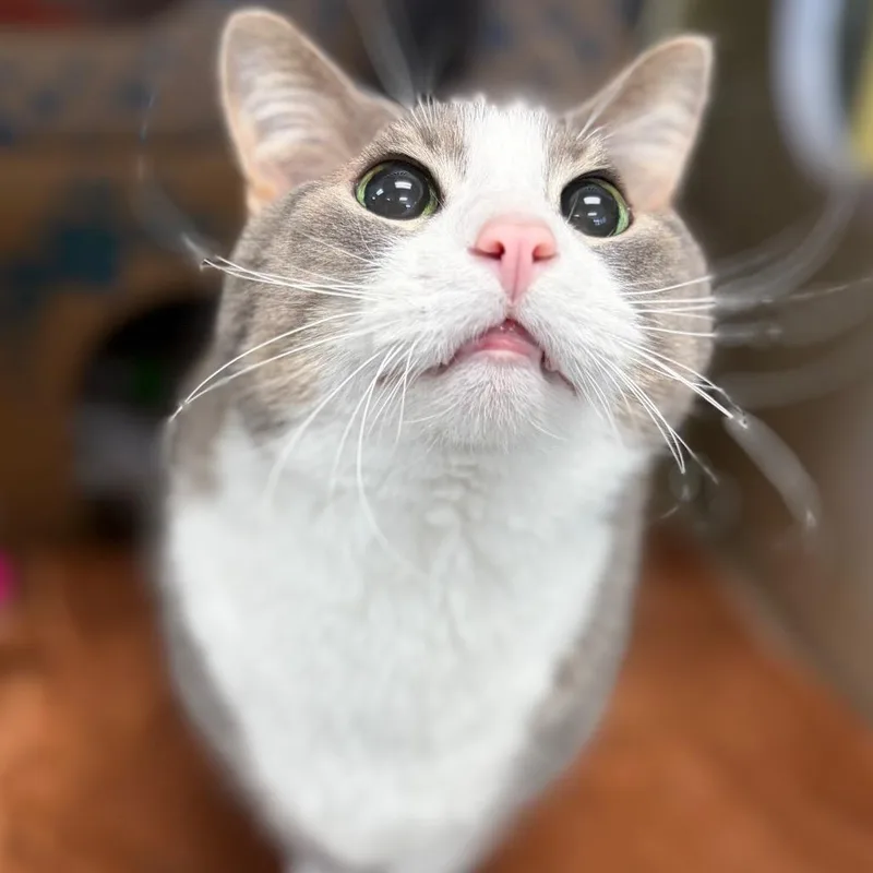 A senior large-sized male Gray / Blue / Silver Domestic Short Hair cat named Cedric for adoption in West Olive, MI