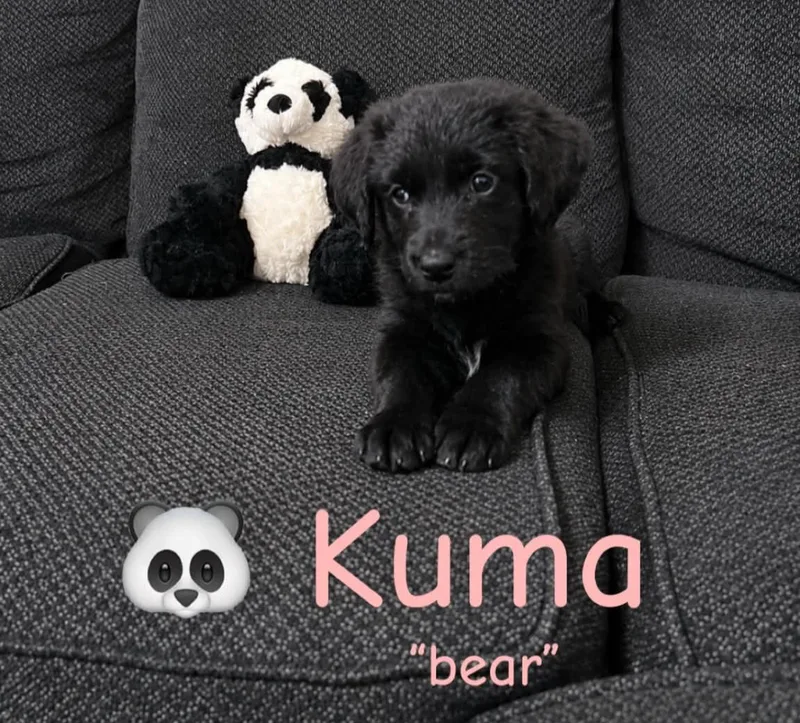 A baby medium-sized female Black Labradoodle dog named Kuma for adoption in Grand Rapids, MI