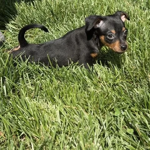 A baby small-sized female Chihuahua dog named Sassy for adoption in Midlothian, VA