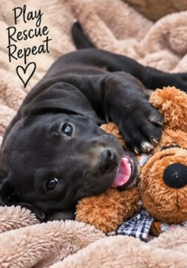 A baby medium-sized male Mountain Cur dog named Tater for adoption in Batesville, AR