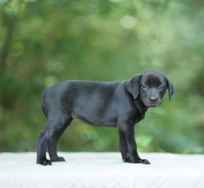 A baby medium-sized female Black Labrador Retriever dog named Abby for adoption in Lucedale, MS
