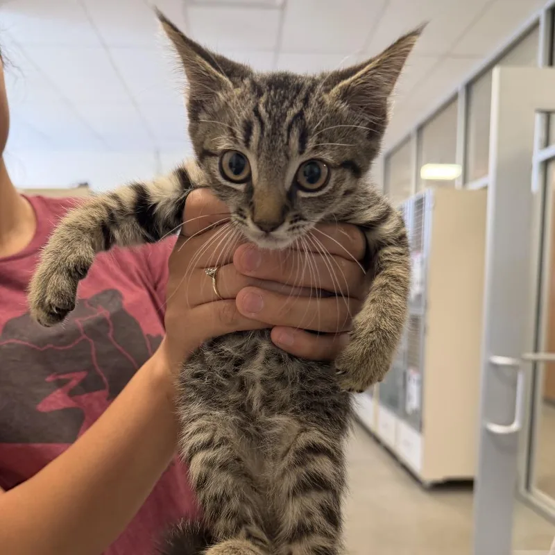 A baby small-sized male Brown / Chocolate Domestic Short Hair cat named Gon for adoption in Rifle, CO