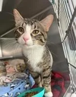 An adult medium-sized male Tabby (Brown / Chocolate) Domestic Short Hair cat named Rico for adoption in Manitowoc, WI
