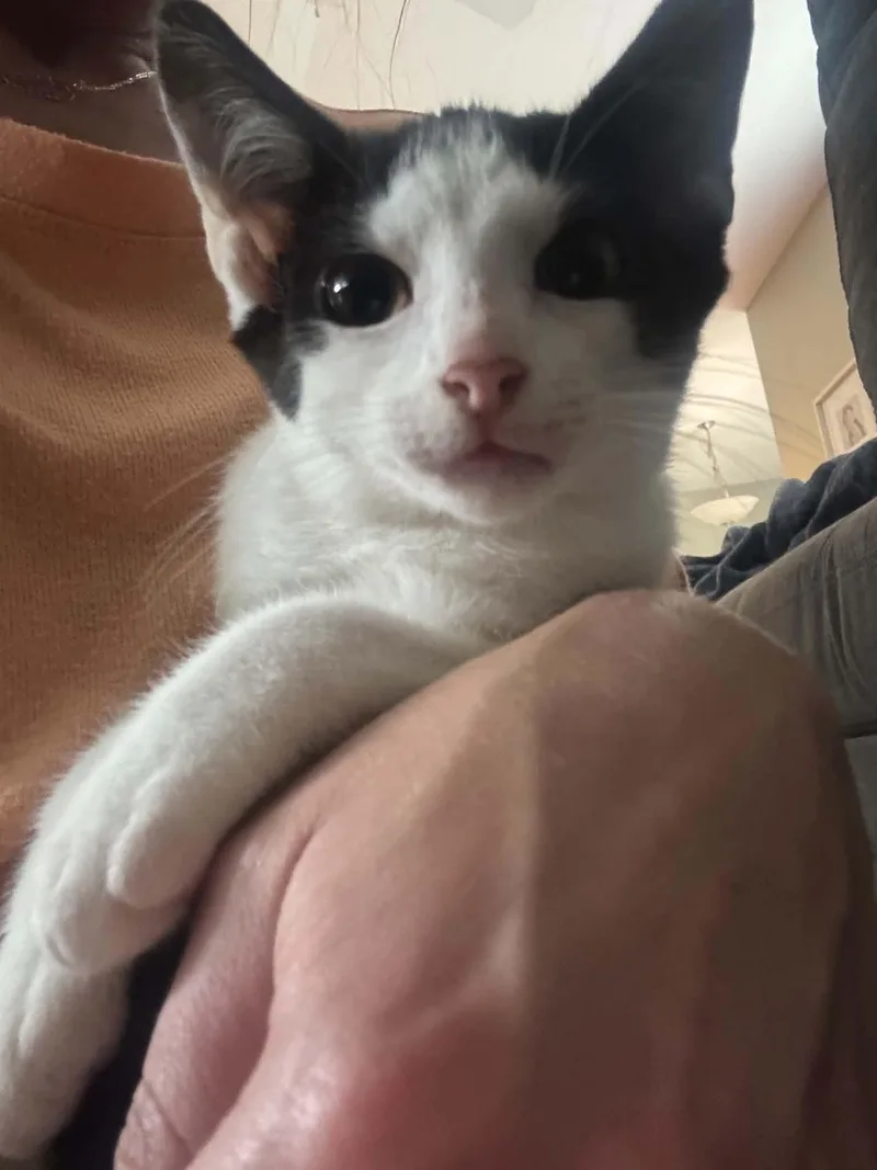 A baby medium-sized male Black & White / Tuxedo Domestic Short Hair cat named Oj for adoption in Overland Park, KS