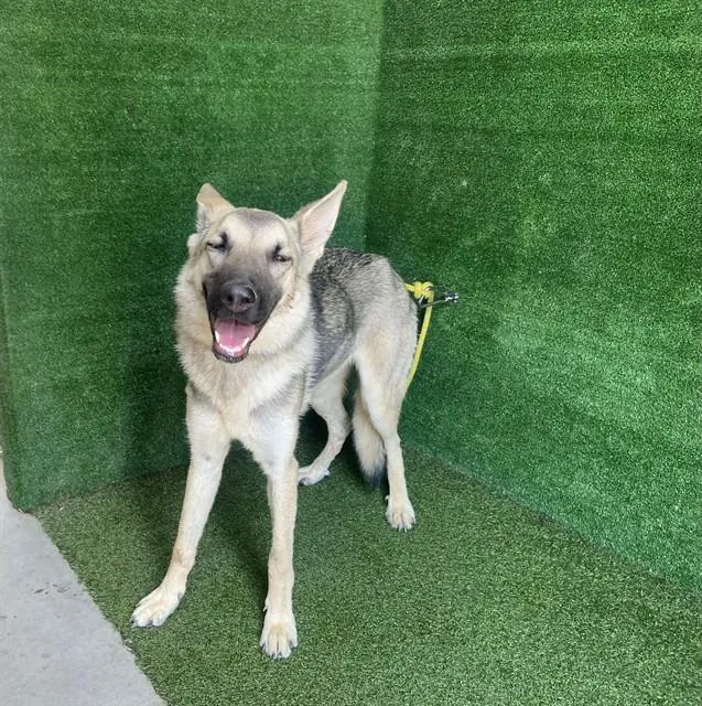 A young large-sized female German Shepherd Dog dog named Dottie for adoption in Lancaster, CA