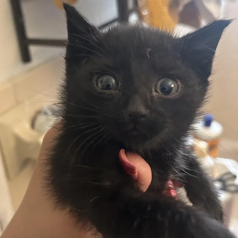 A baby small-sized female Black Domestic Short Hair cat named Sheep for adoption in Newark, NJ