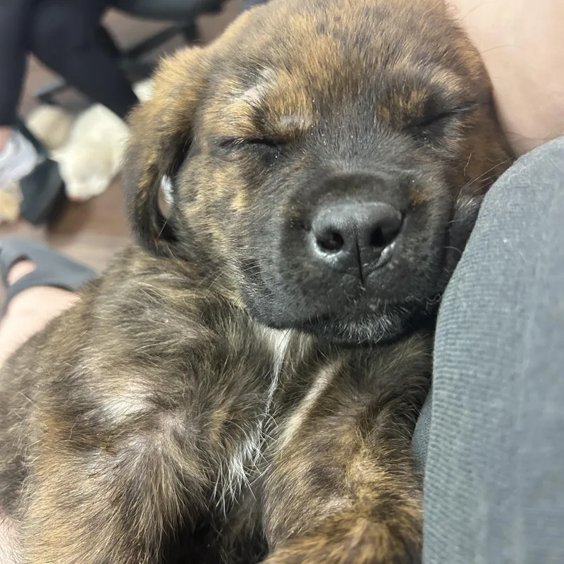 A baby large-sized male Brindle Rottweiler dog named Shepherd for adoption in Bryan, TX