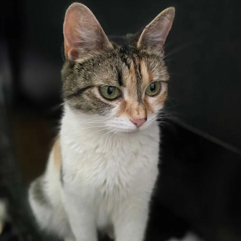 An adult medium-sized female Calico Domestic Short Hair cat named Bunny for adoption in Riverside, CA