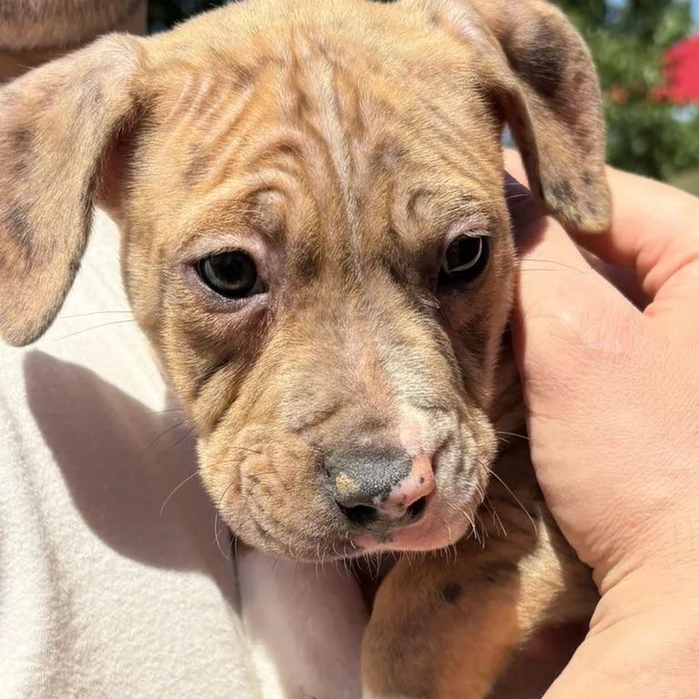 A baby small-sized male Brindle Mixed Breed dog named Happy for adoption in Rockville, MD