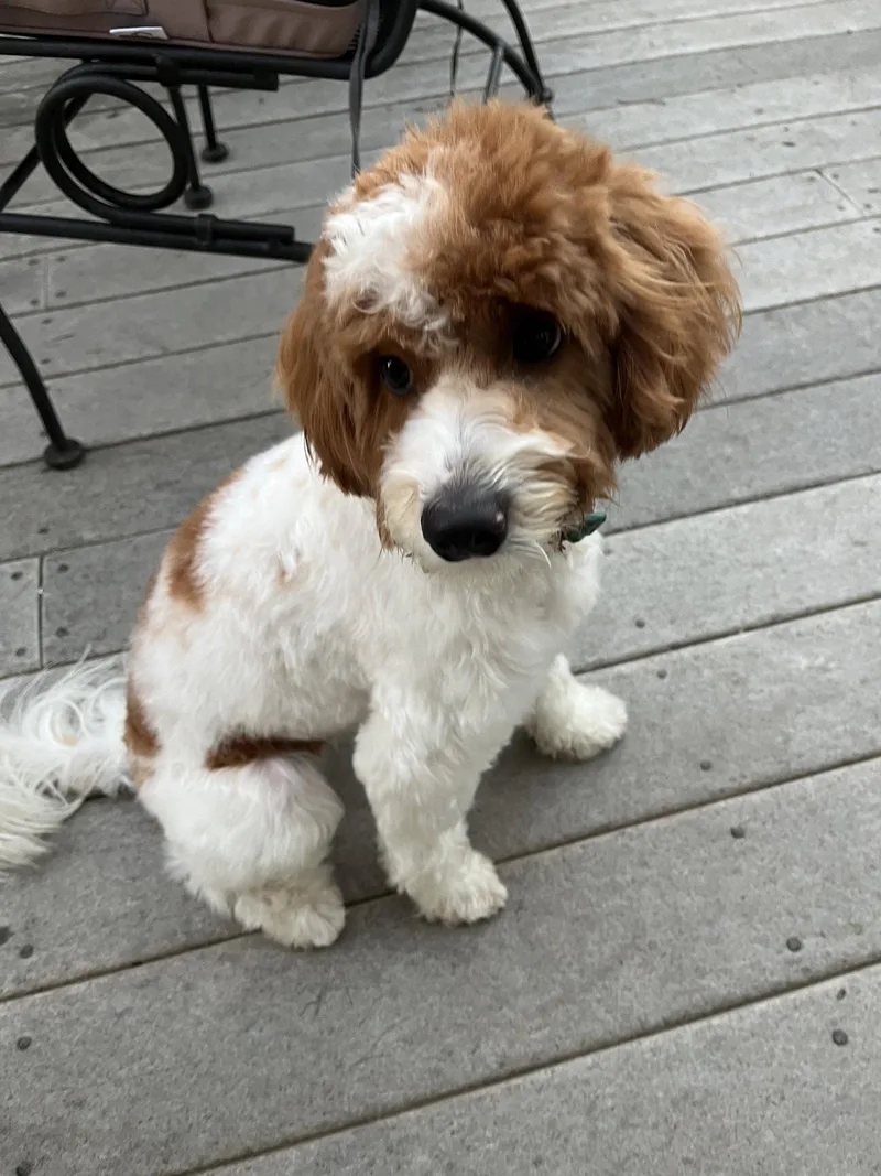 A young small-sized male Poodle dog named Raine Aka Skipper for adoption in Capistrano Beach, CA