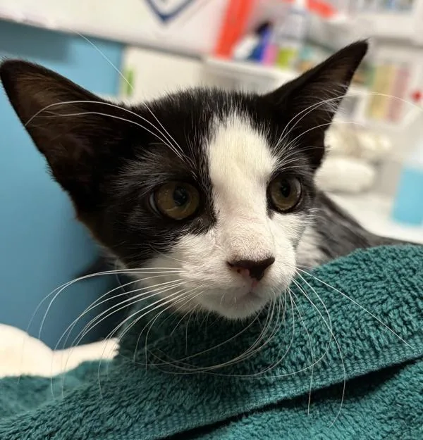 A baby small-sized female Domestic Short Hair cat named GreenBreasted Mango for adoption in Escondido, CA