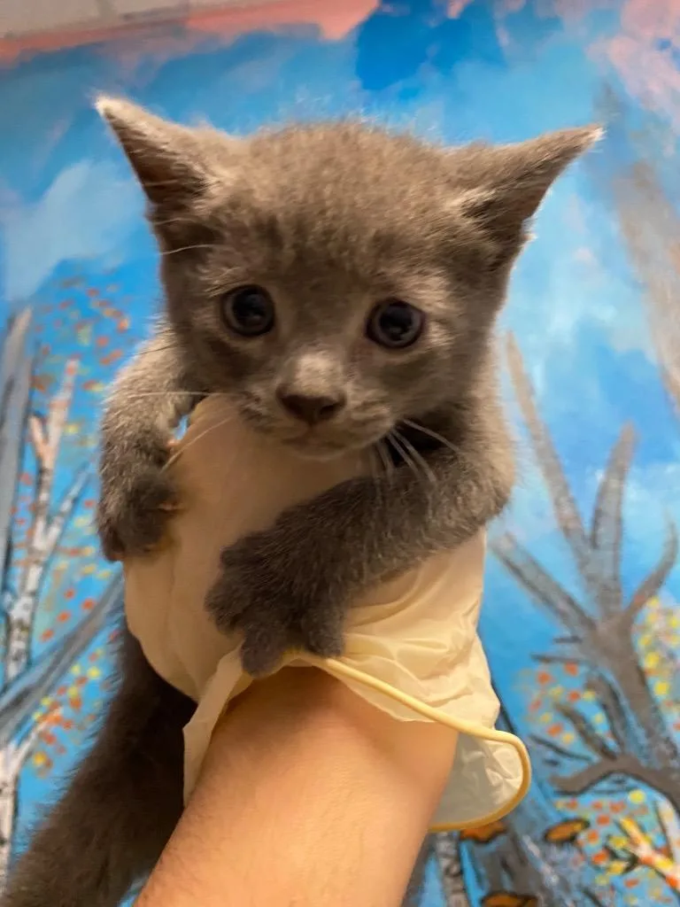 A baby small-sized male Domestic Short Hair cat named Vaporeon for adoption in New Braunfels, TX