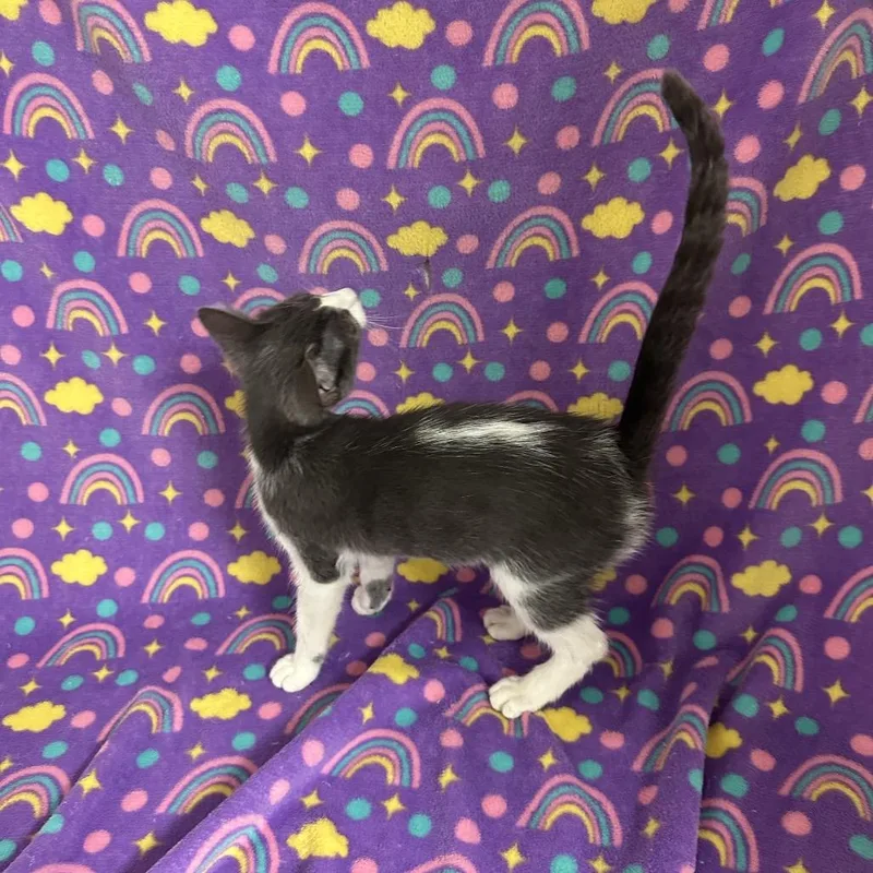 A baby small-sized female Gray / Blue / Silver Domestic Short Hair cat named Cosmic for adoption in Newberg, OR