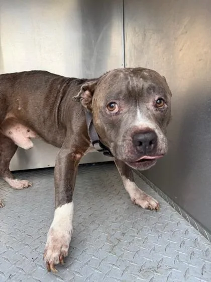 A senior medium-sized male Pit Bull Terrier dog named Smokey for adoption in Inverness, FL