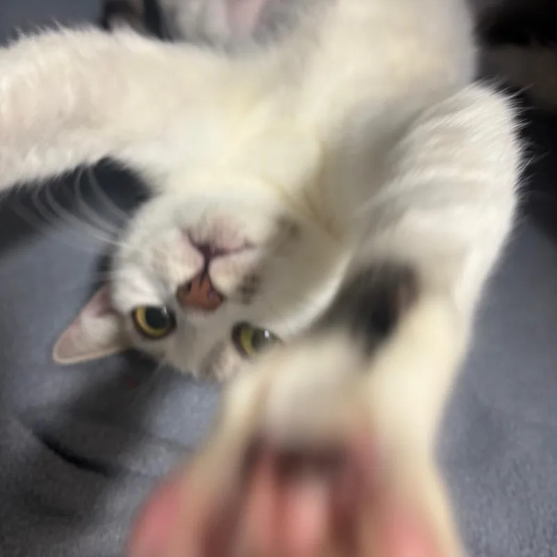 An adult medium-sized female White Domestic Short Hair cat named Miracle for adoption in Fort Lauderdale, FL