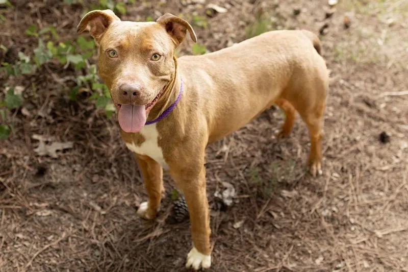 An adult large-sized male Mixed Breed dog named Bartlett for adoption in Durham, NC