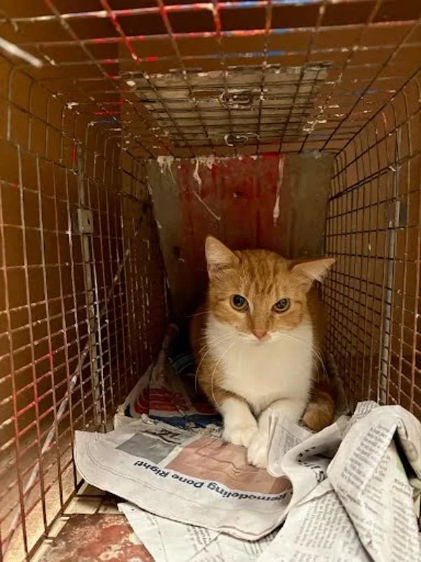 An adult small-sized unknown Domestic Short Hair cat named Na for adoption in Austin, TX