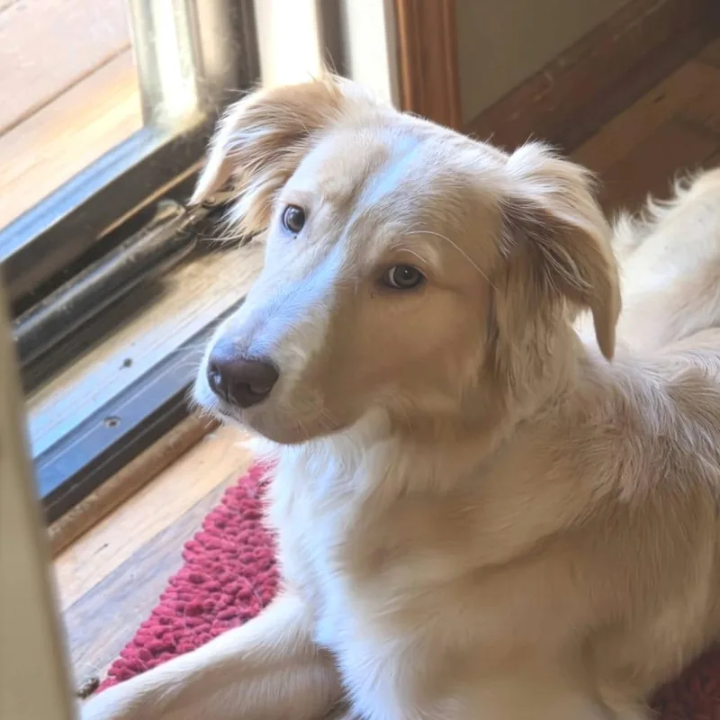 A young medium-sized female Golden Retriever dog named Marley for adoption in Overland Park, KS