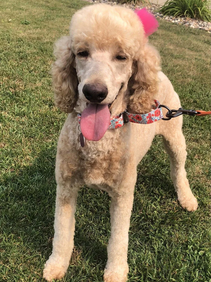 An adult medium-sized female Standard Poodle dog named Lana for adoption in Brandon, SD