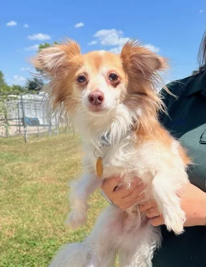 An adult small-sized male Chihuahua dog named Eugene for adoption in Mansfield, TX